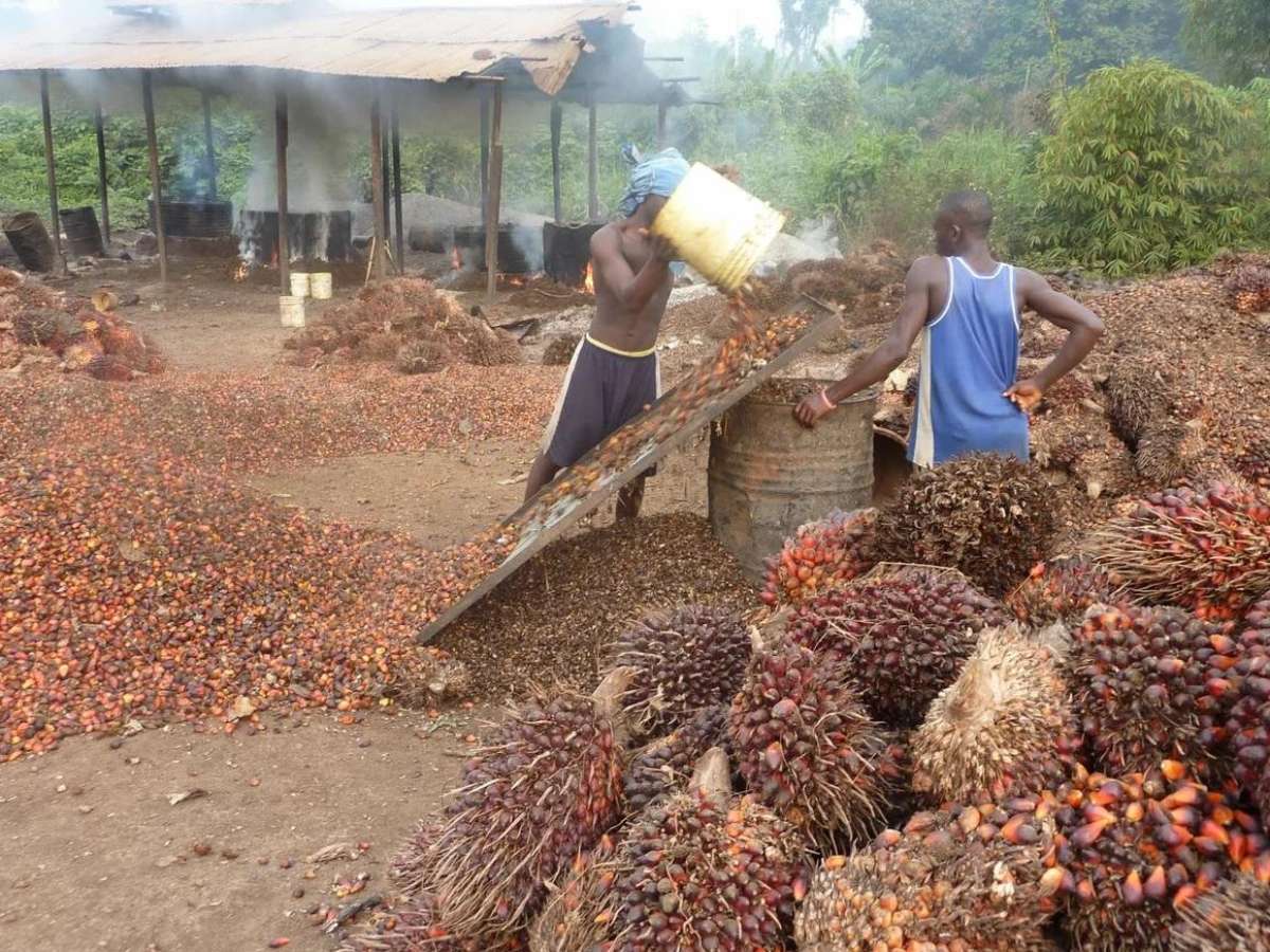 Почему пальмовое масло допустили на российский рынок?