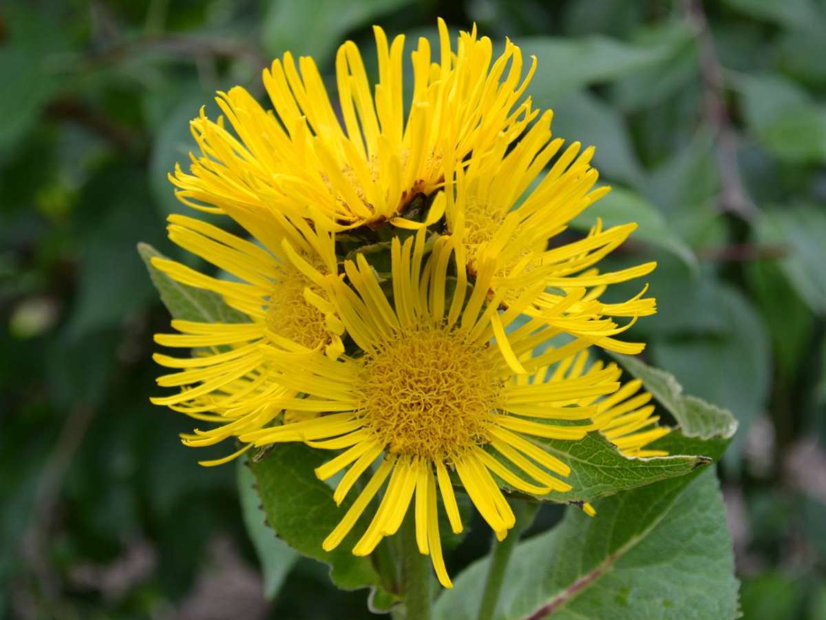 Новое лекарство от диабета второго типа разработали российские ученые.