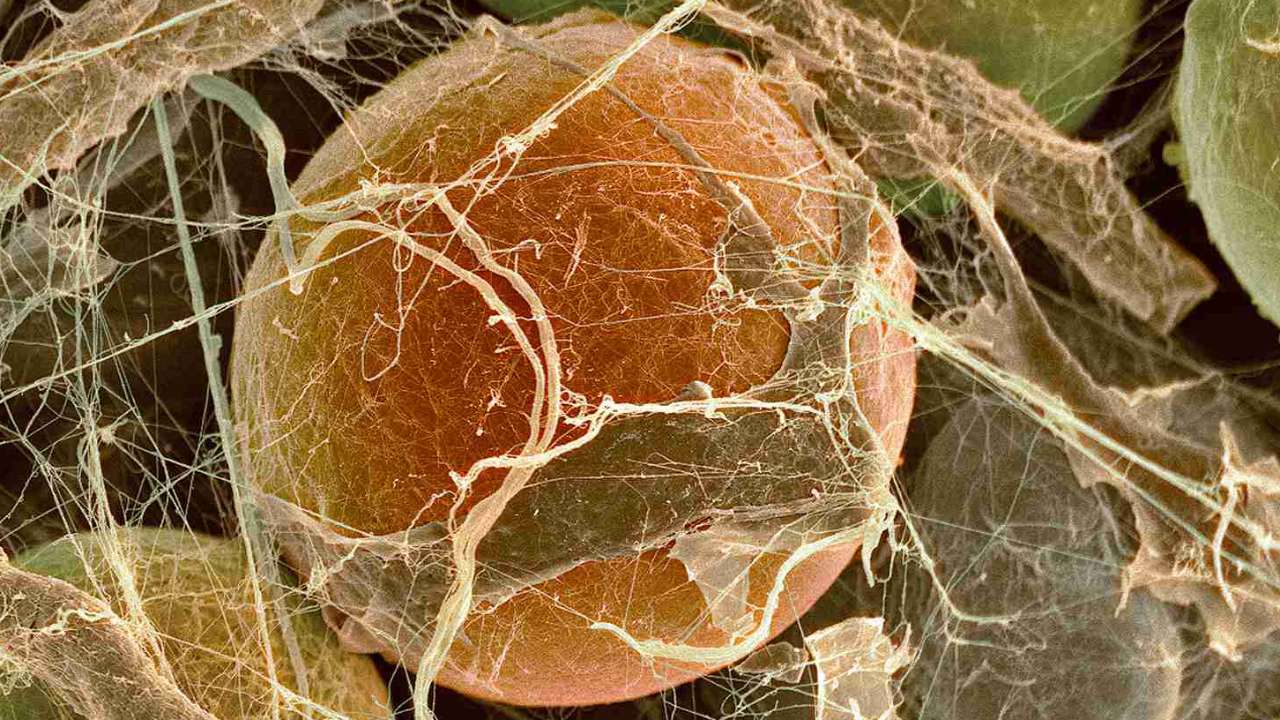 Российский ученый Андрей Козлов выдвинул новую эволюционную теорию относительно жировых клеток