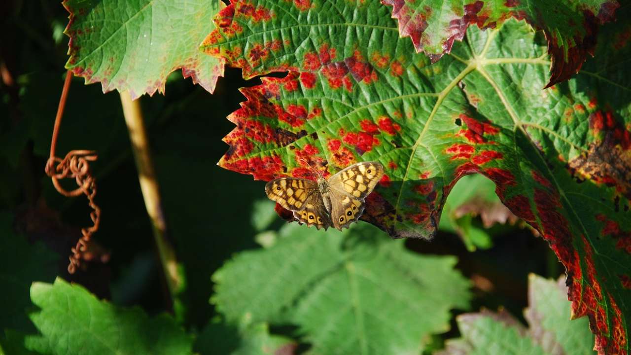 Российские ученые из КФУ им. В.И. Вернадского придумали способ обхитрить бабочек, наносящих урон виноградникам