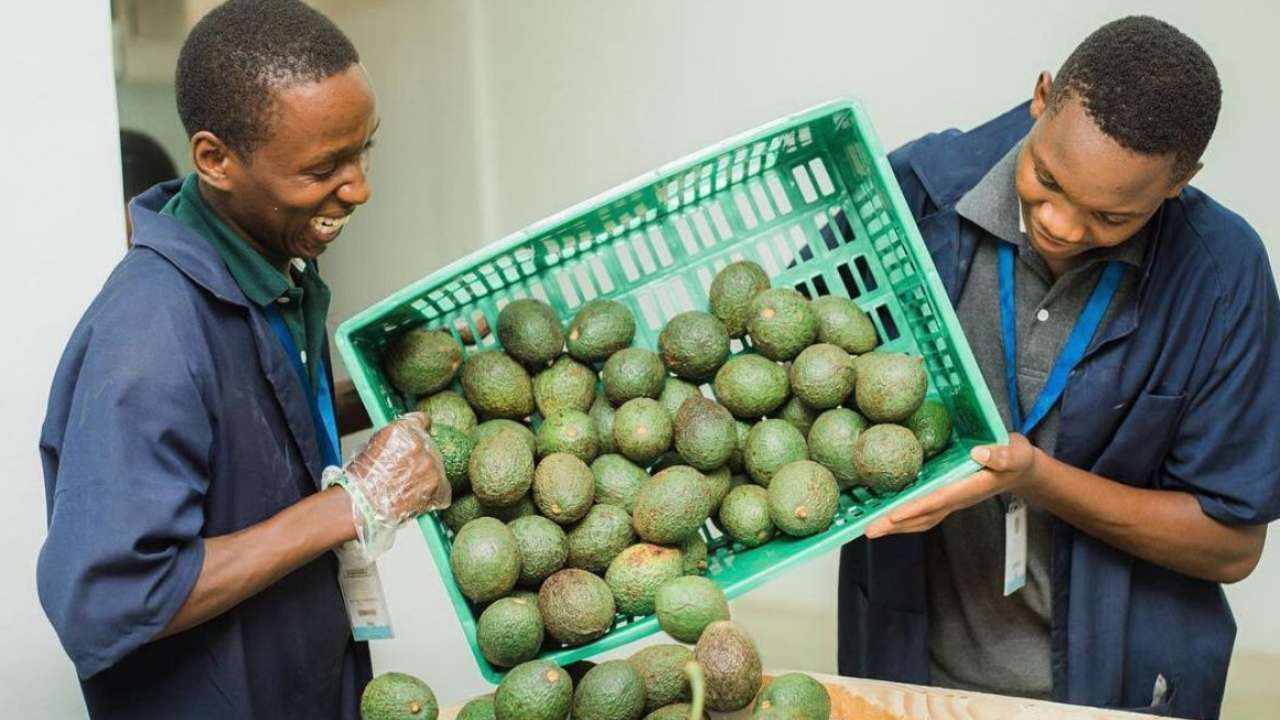 Вин и фруктов из ЮАР в России станет больше