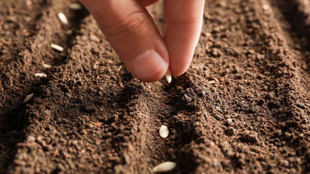 В России готовятся ввести квоты на ввоз иностранных семян