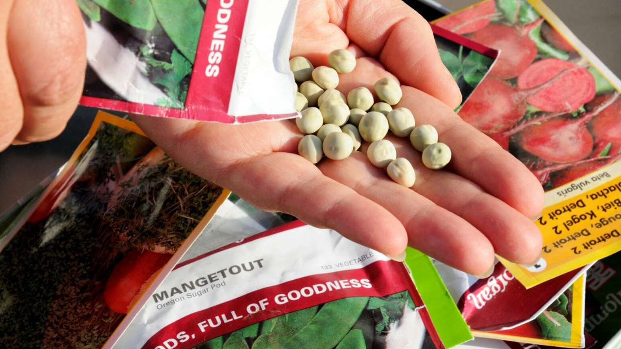 В России могут ограничить импорт семян из недружественных стран