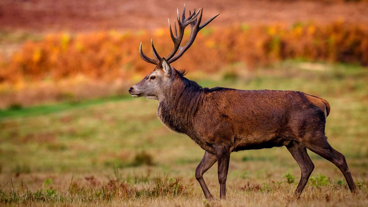 Россия начнет экспортировать оленину в ОАЭ