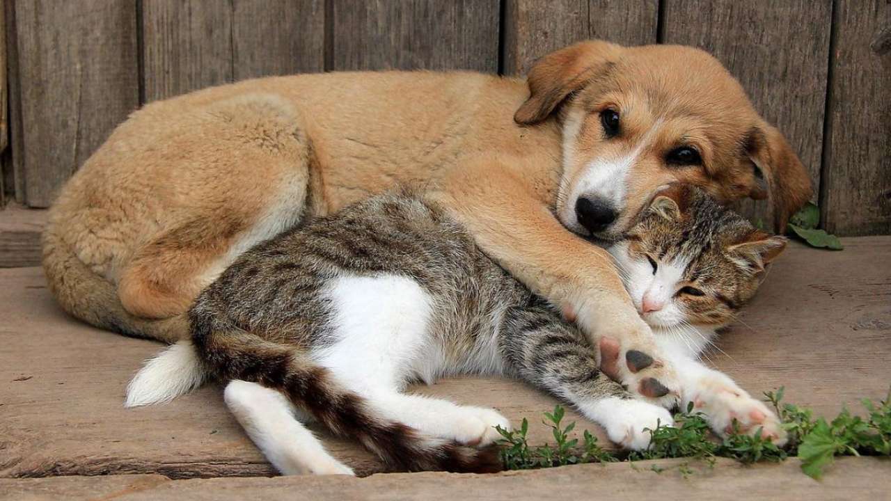 Госдума одобрила закон о штрафах за неправильное обращение с животными