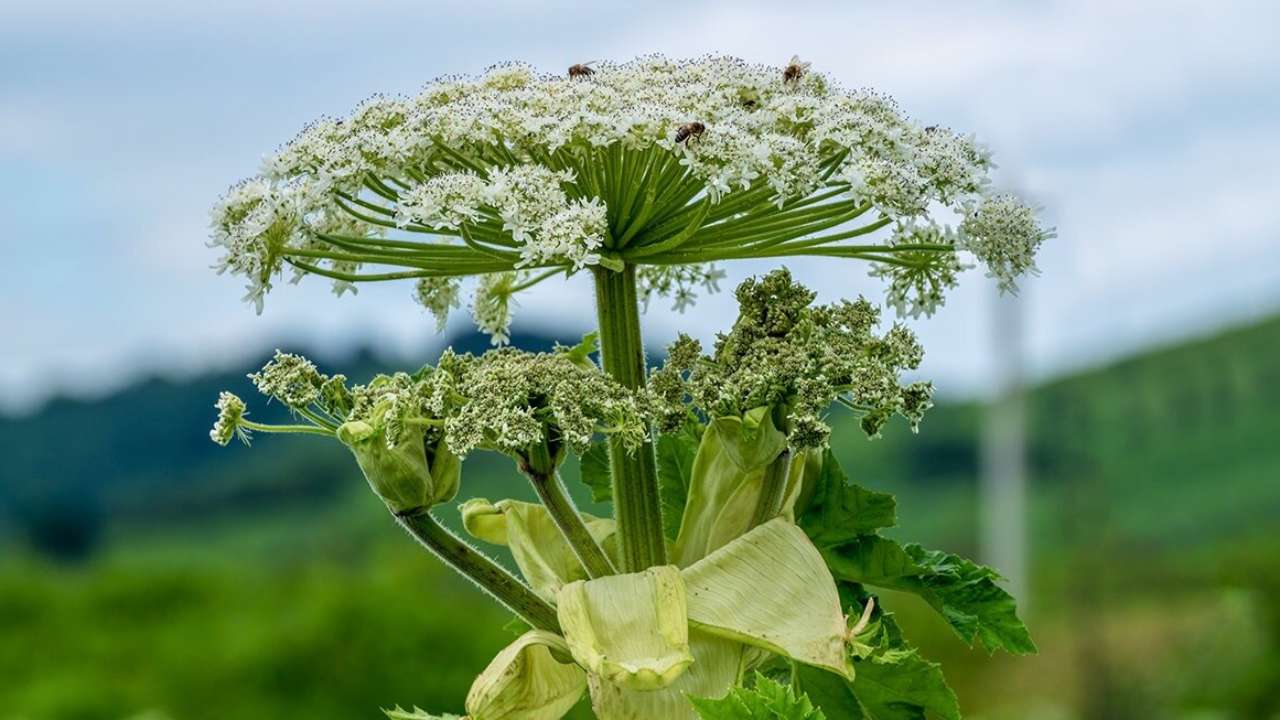 Россиян могут начать штрафовать за растущий на участке борщевик