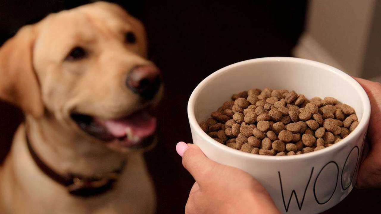 Эксперименты по маркировке растительных масел и кормов для животных предлагают начать в России с 1 декабря 2023 года