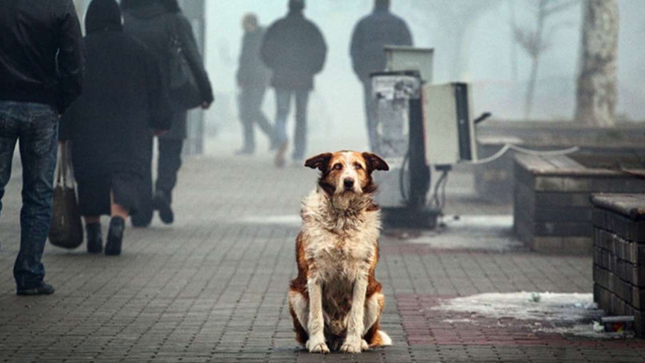 Госдума отклонила законопроекты об усыплении бродячих животных