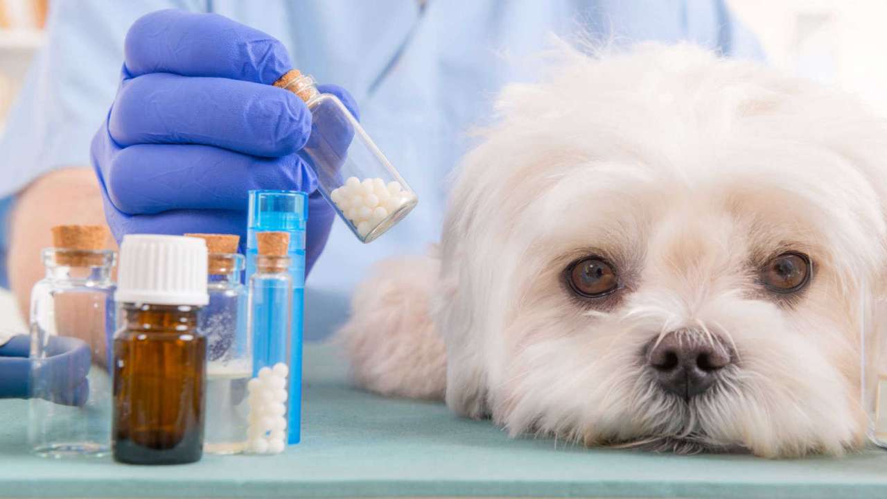 Россия намерена заменить европейские ветеринарные препараты аналогами из стран Латинской Америки