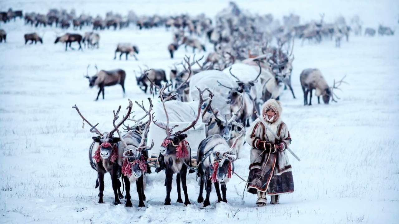 В России воссоздают систему коротковолновой связи для оленеводов Крайнего Севера