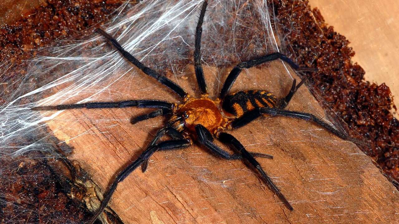 Ученые ИТМО создали материал для имплантологии из паутины