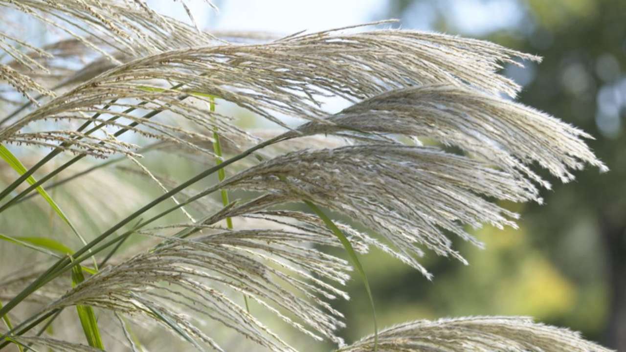 В России начали промышленно выращивать новую сельскохозяйственную культуру мискантус