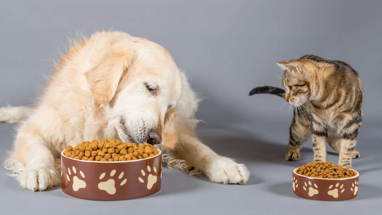 Nestle анонсировала повышение цен на корма для кошек и собак в России 