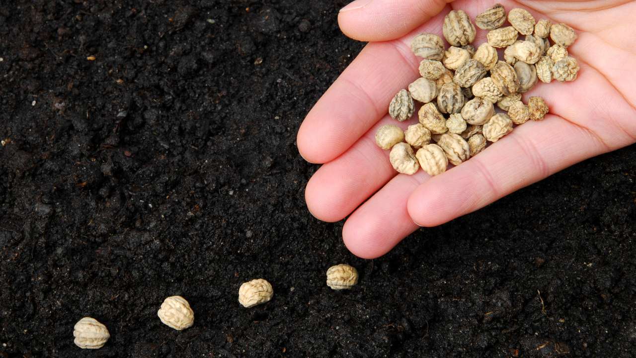 В России наблюдается дефицит качественных импортных семян