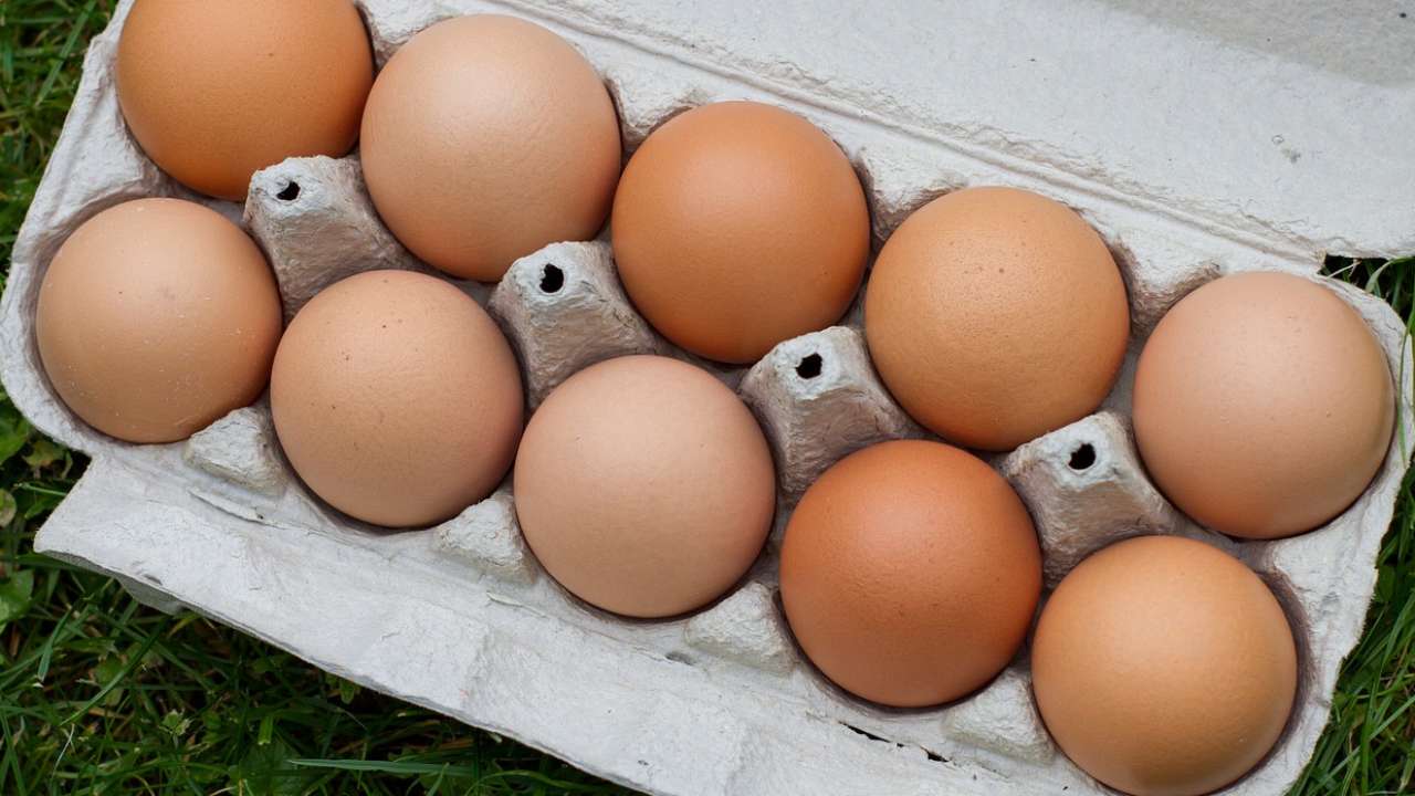 Россельхознадзор изучает возможность начала поставок яиц в Россию из Ирана, Вьетнама и Таиланда