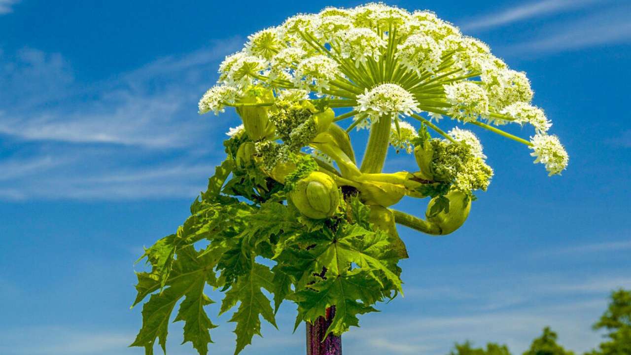 Российских губернаторов хотят привлечь к ответственности за распространение борщевика  