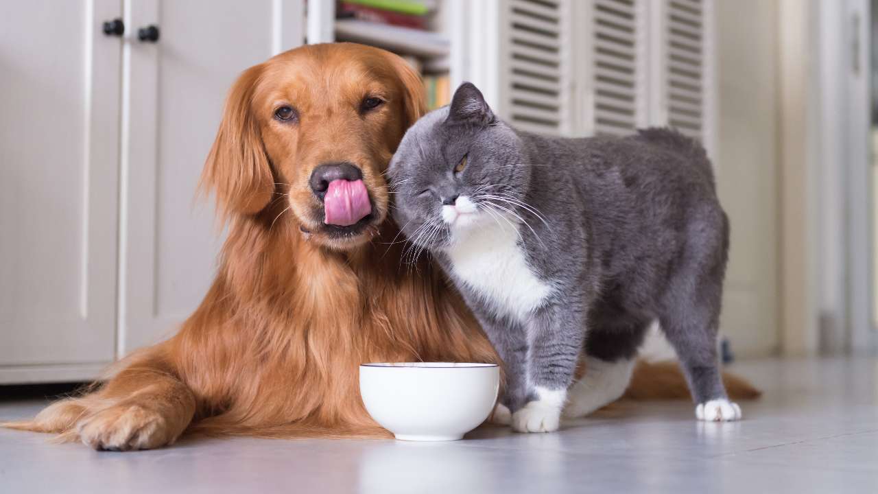 На «Госуслугах» может появиться раздел для владельцев домашних животных