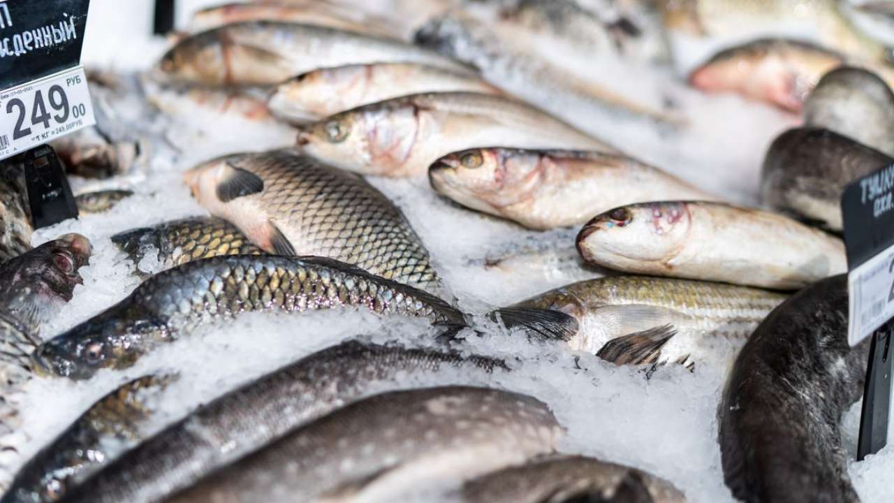 Россельхознадзор взял пробы рыбы из Черного и Азовского морей после ЧП с танкерами