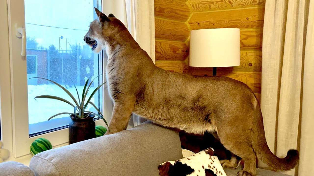 В России обновится список запрещенных домашних животных