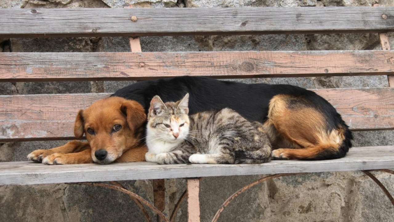 В Госдуме предложили повысить штрафы за брошенных животных